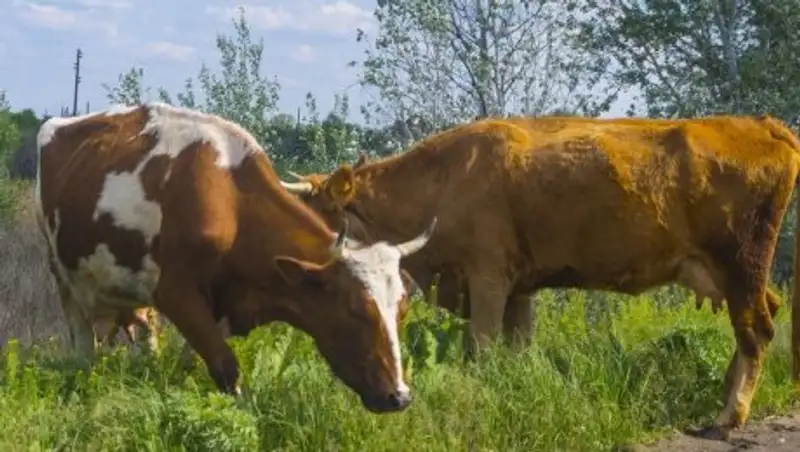 Около 2 млн тенге выделено для лечения скота от нодулярного дерматита в Атырауской области