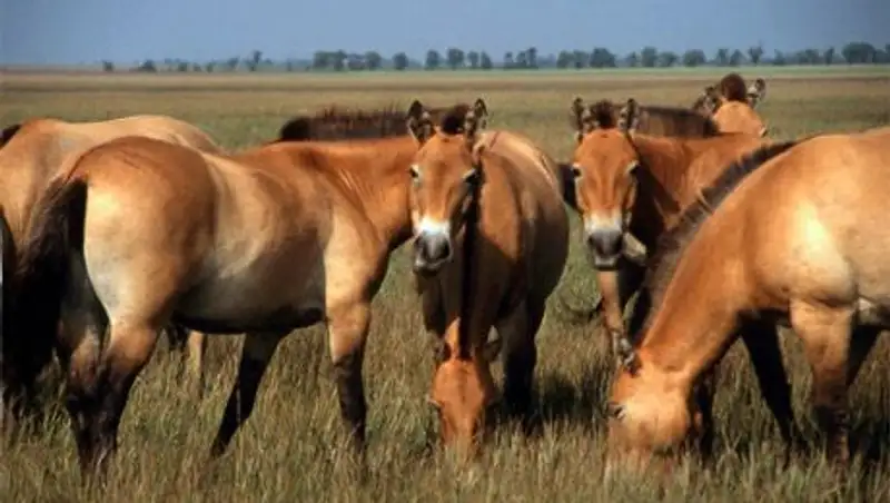 В Кызылорде банда скотокрадов угнала КРС на 7 млн тенге