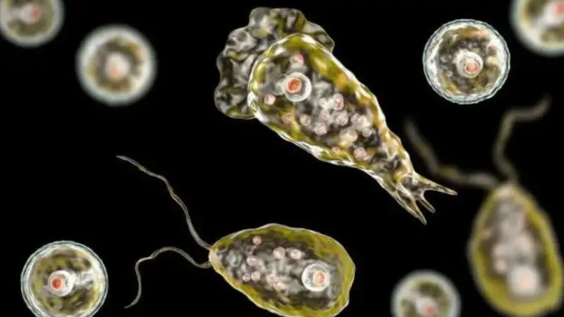Скончался первый пациент, зараженный амебой, поедающей мозг