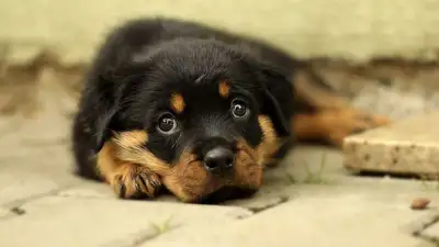 Щенкам свернули головы в Улытауской области: начато досудебное расследование, фото - Новости Zakon.kz от 24.03.2023 11:01