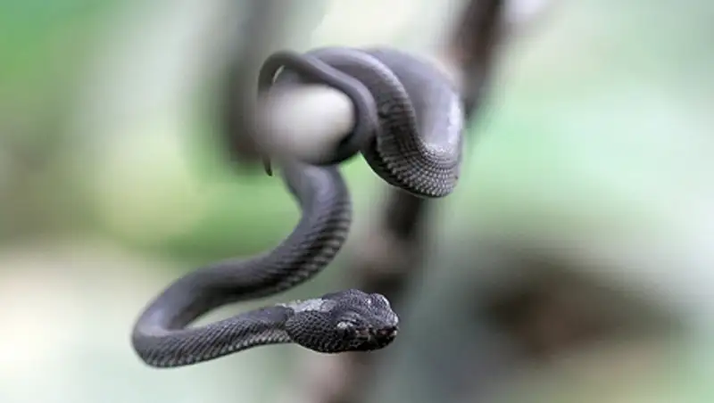 Жителей Москвы атаковали гадюки