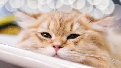 © РИА Новости / Наталья Селиверстова, фото - Новости Zakon.kz от 04.08.2018 20:19