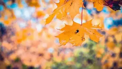 phxere, фото - Новости Zakon.kz от 05.05.2021 19:38