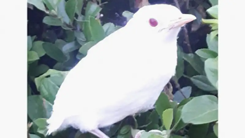 Редчайший дрозд-альбинос поселился во дворе дома и удивил жильцов