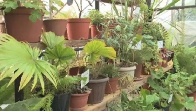 Павлодарских школьников познакомили с экзотическими растениями