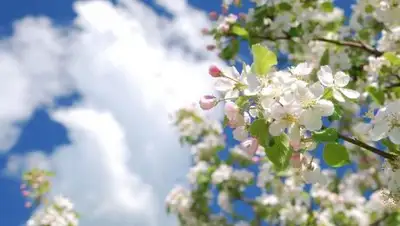 inform.kz, фото - Новости Zakon.kz от 11.04.2018 16:53