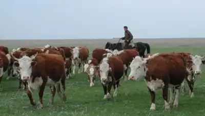 Zakon.kz, фото - Новости Zakon.kz от 03.04.2015 18:13