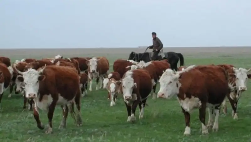 Популяция белоголовой породы КРС в Казахстане выросла в 2 раза