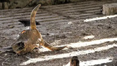 Український інтерес, фото - Новости Zakon.kz от 18.06.2019 22:58