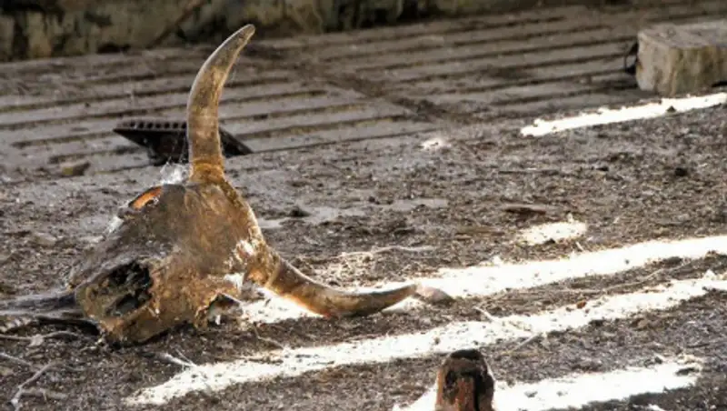 На берегу реки в Алматинской области устроили скотомогильник