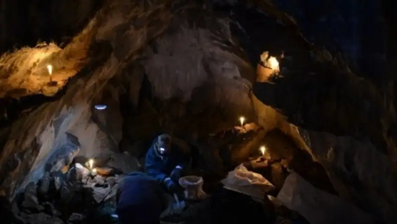 Уральские археологи обнаружили в Башкирии останки гигантского пещерного льва