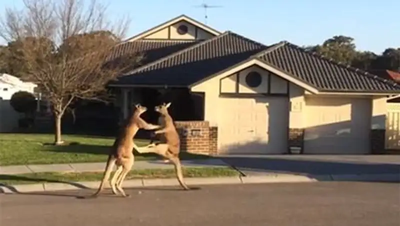 В Австралии на улице подрались кенгуру