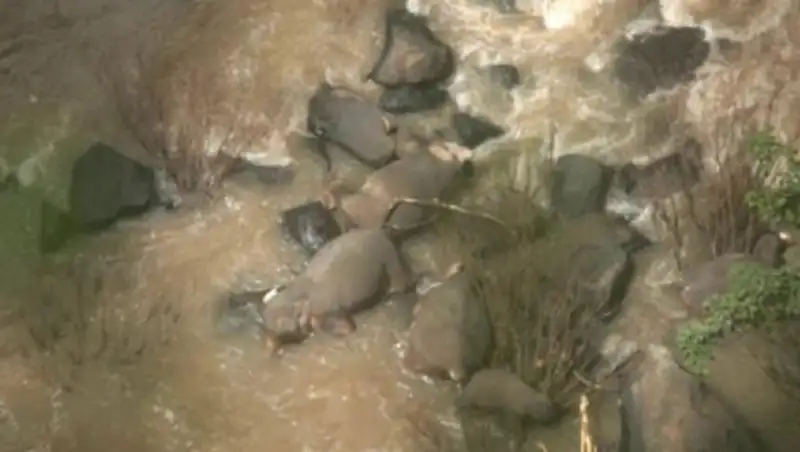 Пять слонов погибли, пытаясь спасти слоненка