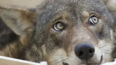 Zakon.kz, фото - Новости Zakon.kz от 17.11.2014 21:40