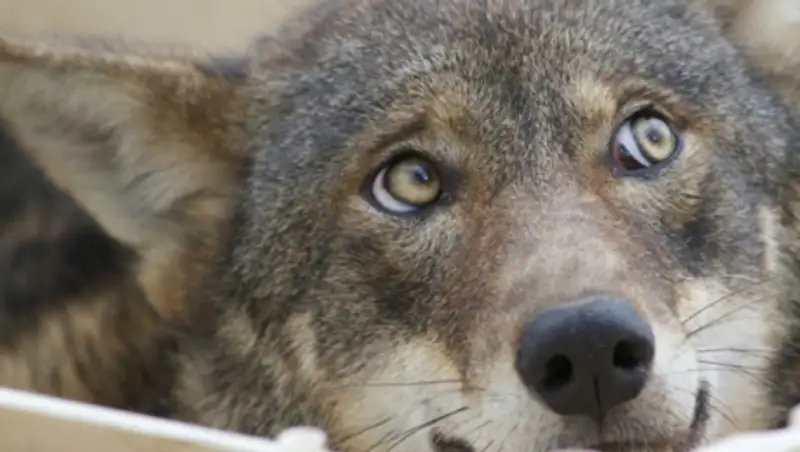 Волка приняли за собаку и прикормили возле детдома
