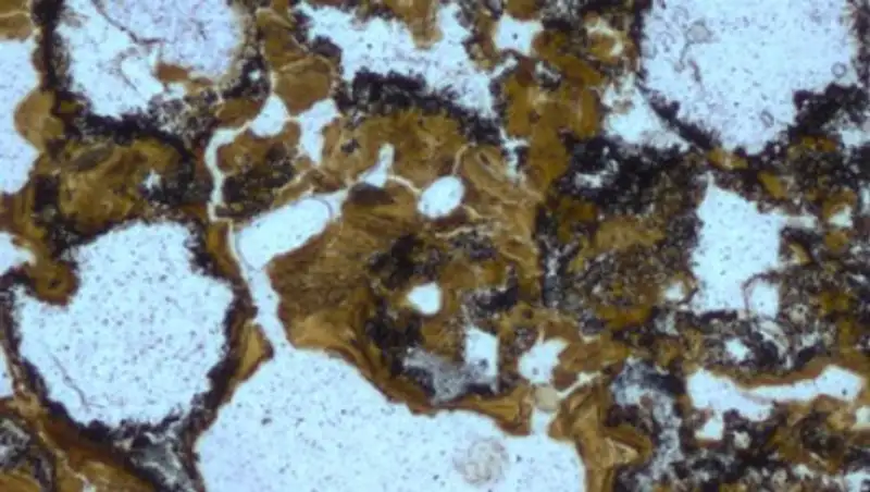 В Австралии найдены древнейшие следы жизни на Земле