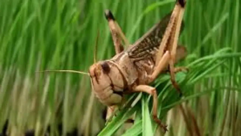 Российская саранча угрожает казахстанскому урожаю