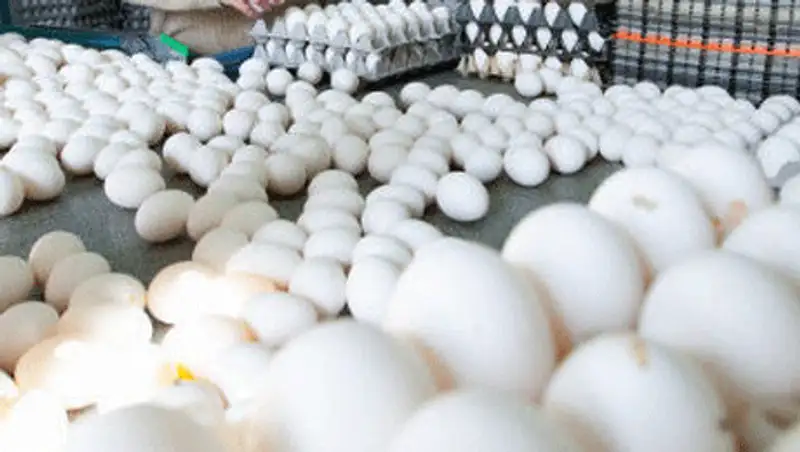 АЗК: цены на яйца спекулятивно завышены в Павлодарской области и СКО, фото - Новости Zakon.kz от 07.11.2013 03:10