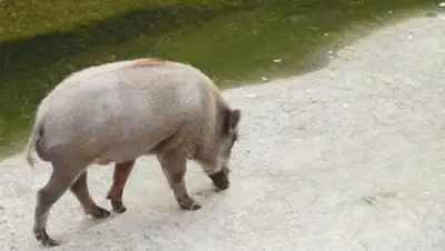 soranews24.com, фото - Новости Zakon.kz от 03.04.2018 07:24