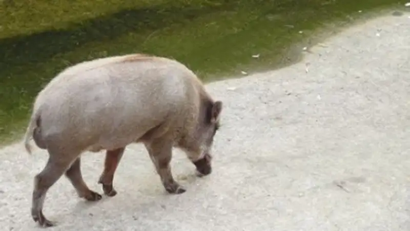 Дикие кабаны ворвались в Киото и ранили пять человек