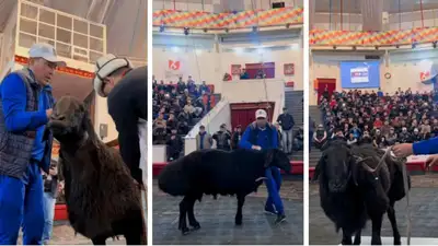 Баран по кличке "Миллион" стал самым тяжелым в Казахстане, фото - Новости Zakon.kz от 13.03.2023 17:18