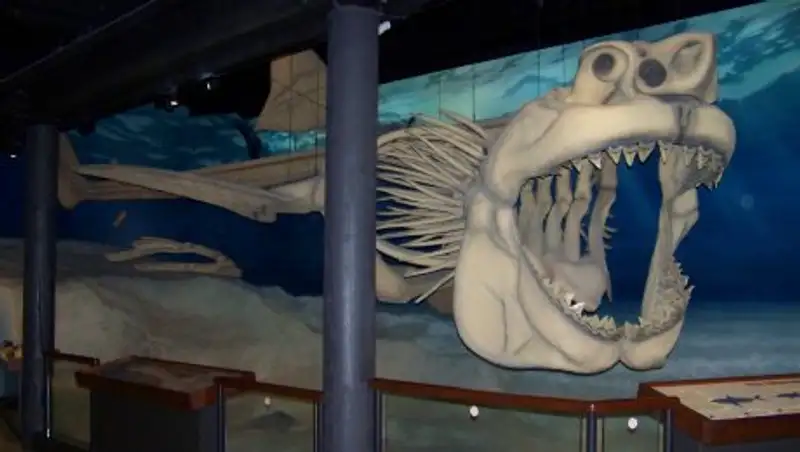 СМИ: швейцарский музей выставит самый полный из существующих скелет мегалодона
