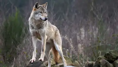 newtimes.kz, фото - Новости Zakon.kz от 14.01.2020 12:38