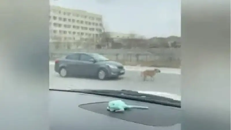 Бросал камни и пытался сбить собак – комментарий ДП Мангистауской области