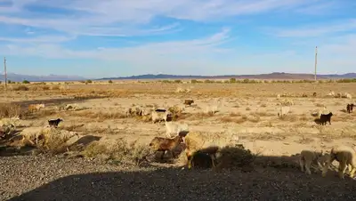Атырауская область гибель скота, фото - Новости Zakon.kz от 22.05.2022 12:37