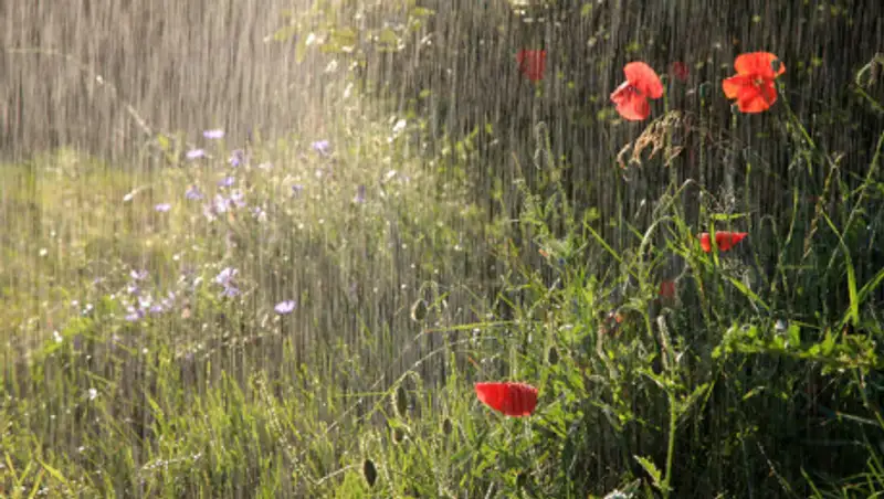 В центре и на севере Казахстана пройдут дожди