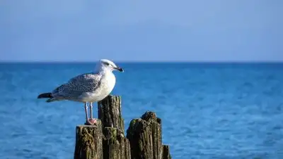 pixabay.com, фото - Новости Zakon.kz от 05.11.2021 16:16