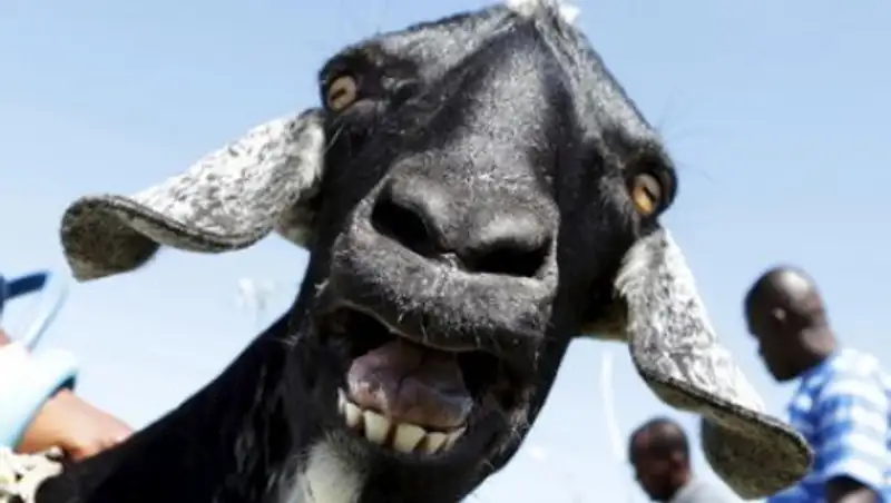 В Сербии озаботились растущим потоком туристов-зоофилов