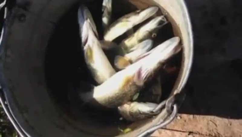 Причину гибели рыбы в Иртыше выясняют в Павлодарской области