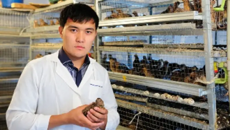 Предприимчивый житель Жаркента несколько лет разводит перепелов