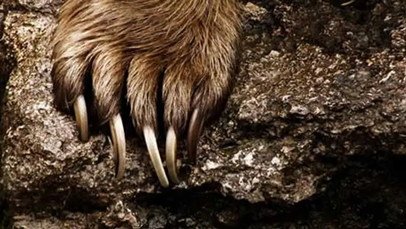 В Алматинской области задержана машина с разделанной тушей медведя , фото - Новости Zakon.kz от 17.10.2013 22:25