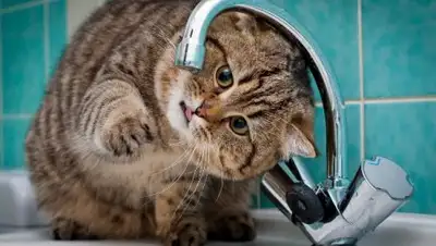 Myslo, фото - Новости Zakon.kz от 09.07.2018 20:47