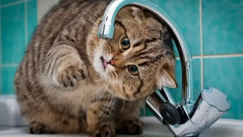 Долги алматинцев за холодную воду ежегодно растут