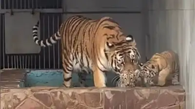 выбор имен тигрятам