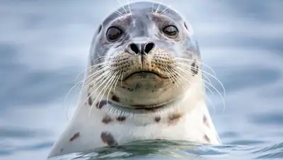 wildfauna.ru, фото - Новости Zakon.kz от 07.07.2020 21:14