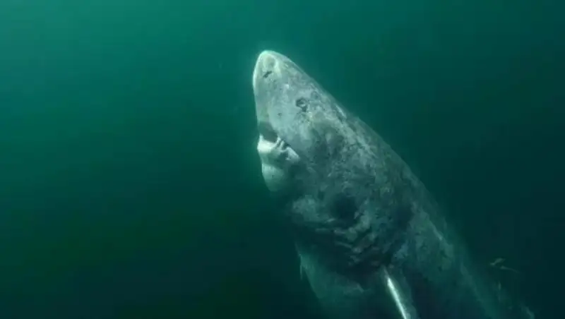 Ученые нашли 500-летнюю акулу