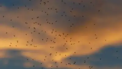 Туркестанская область мошки гнус, фото - Новости Zakon.kz от 05.05.2022 07:17