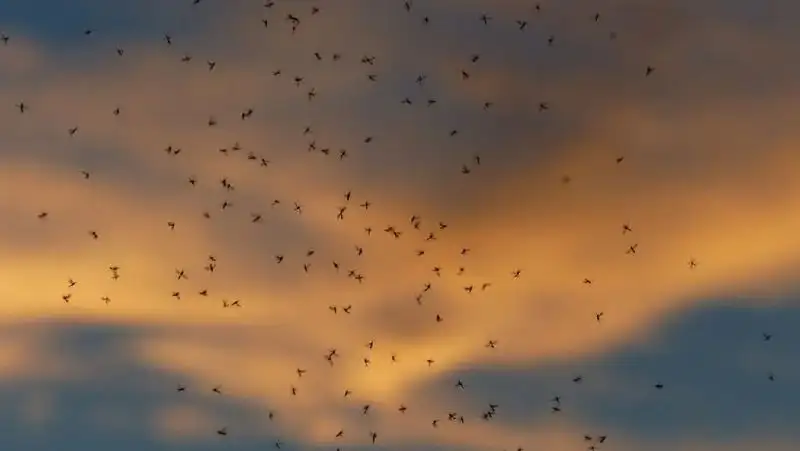 На нашествие мошек пожаловались жители Туркестанской области