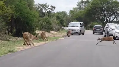 Кадр из видео, фото - Новости Zakon.kz от 11.12.2017 12:25