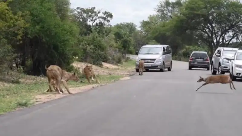 С доставкой на дом: антилопа сама попала в лапы львов