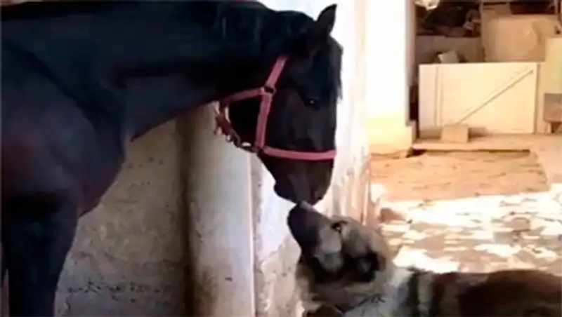 Настоящие друзья: приятельские отношения лошади и собаки сняли на видео