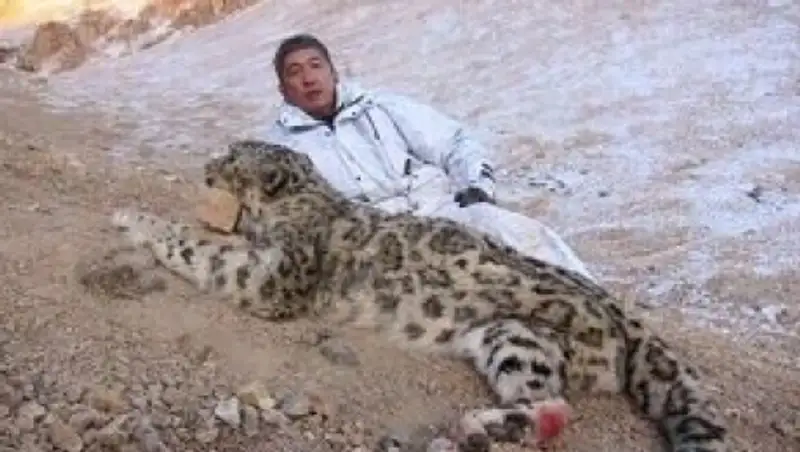Интернет возмутила фотография мужчины, позирующего с убитым снежным барсом
