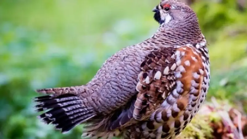 Сотрудника аэропорта наказали за столкновение вертолета с куропаткой