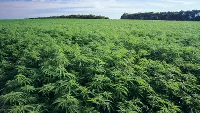 Zakon.kz, фото - Новости Zakon.kz от 27.12.2017 16:35