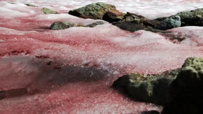 В Антарктиде снег окрасился в красный цвет