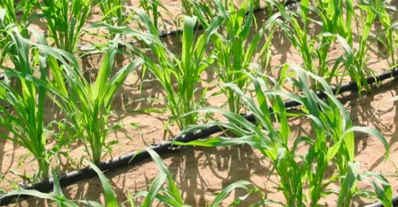 Жамбылская область готова к весенне-полевым работам